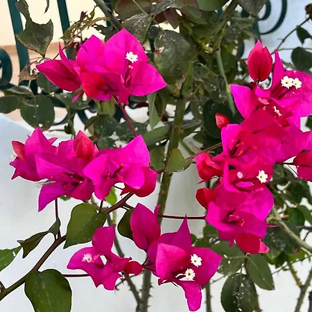 Relax Natura Holiday home