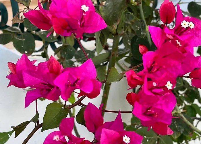 Relax Natura Tatil Evi